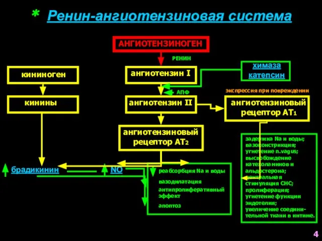 * Ренин-ангиотензиновая система АНГИОТЕНЗИНОГЕН ангиотензин I ангиотензин II ангиотензиновый рецептор АТ2