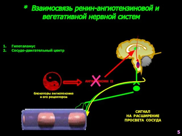 * Взаимосвязь ренин-ангиотензиновой и вегетативной нервной систем 1 2 Гипоталамус Сосудо-двигательный