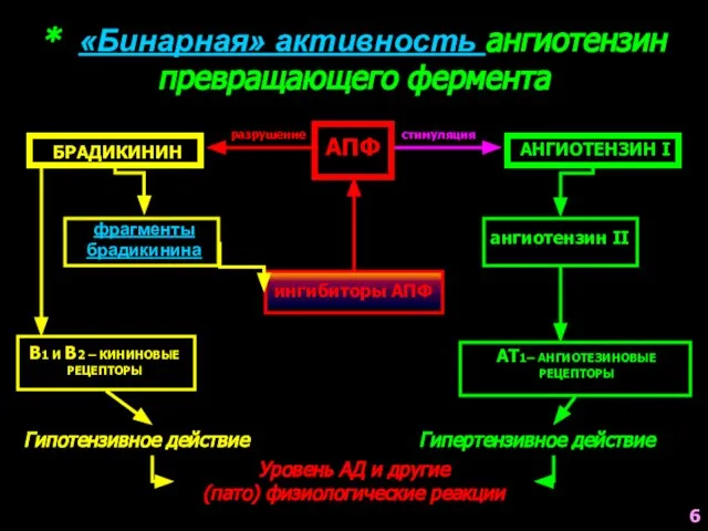 * «Бинарная» активность ангиотензин превращающего фермента БРАДИКИНИН АНГИОТЕНЗИН I АПФ фрагменты