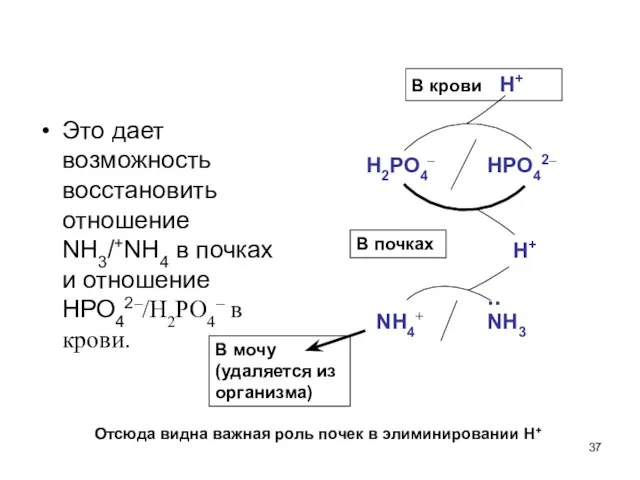 Это дает возможность восстановить отношение NH3/+NH4 в почках и отношение НРО42–/Н2РО4–