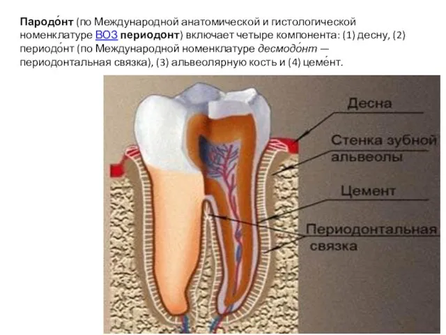 Пародо́нт (по Международной анатомической и гистологической номенклатуре ВОЗ периодонт) включает четыре