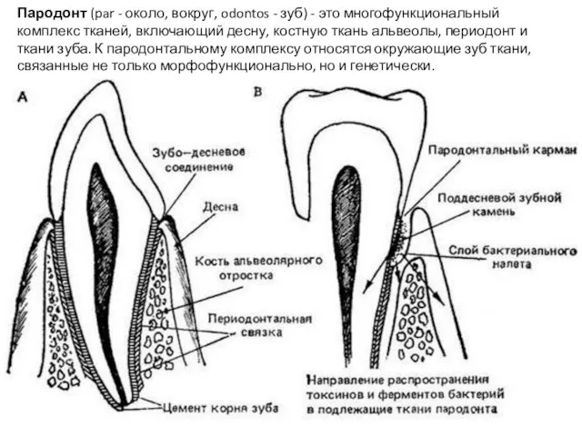 Пародонт (par - около, вокруг, odontos - зуб) - это многофункциональный