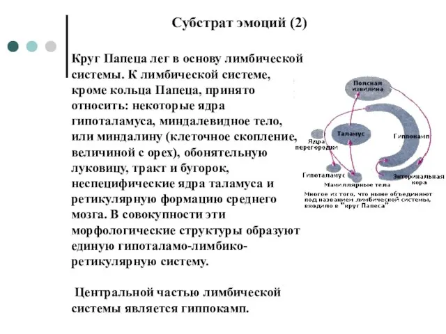 Круг Папеца лег в основу лимбической системы. К лимбической системе, кроме