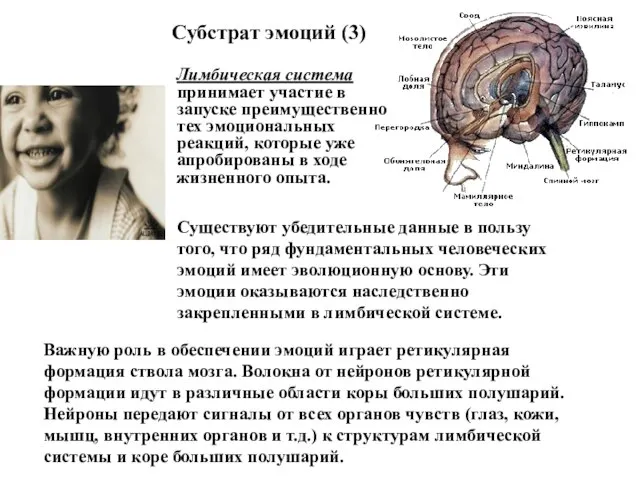 Лимбическая система принимает участие в запуске преимущественно тех эмоциональных реакций, которые