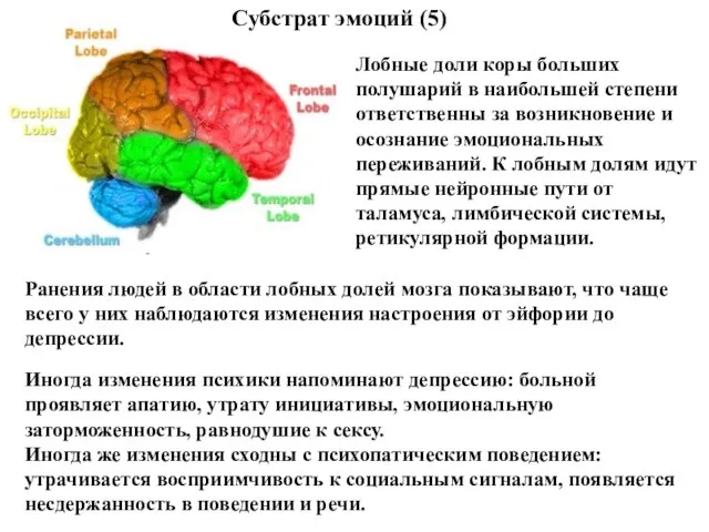 Лобные доли коры больших полушарий в наибольшей степени ответственны за возникновение