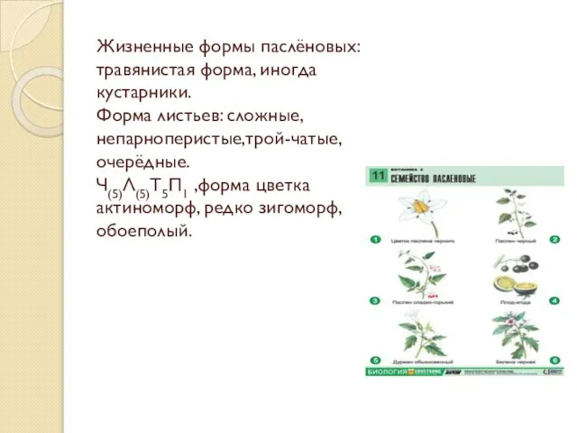 Жизненные формы паслёновых: травянистая форма, иногда кустарники. Форма листьев: сложные,непарноперистые,трой-чатые, очерёдные.