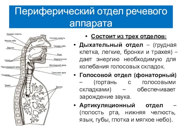 Периферический отдел речевого аппарата Состоит из трех отделов: Дыхательный отдел –