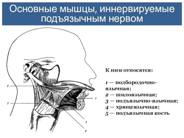 Основные мышцы, иннервируемые подъязычным нервом К ним относятся: 1 — подбородочно-язычная;