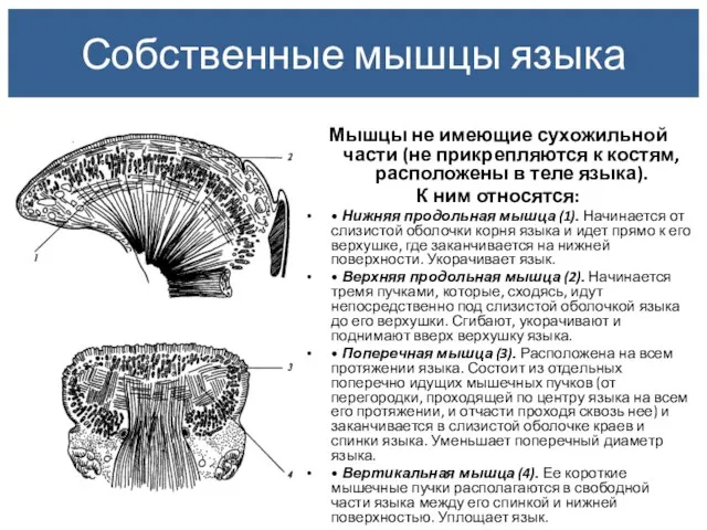 Мышцы не имеющие сухожильной части (не прикрепляются к костям, расположены в