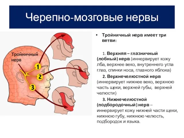 Черепно-мозговые нервы Тройничный нерв имеет три ветви: 1. Верхняя – глазничный