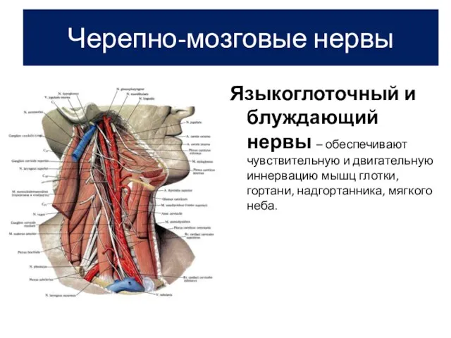 Языкоглоточный и блуждающий нервы – обеспечивают чувствительную и двигательную иннервацию мышц