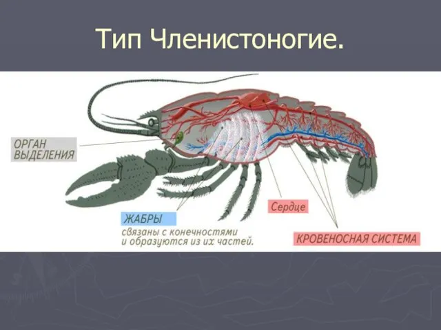 Тип Членистоногие.