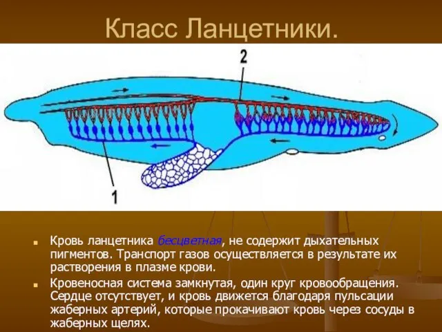 Класс Ланцетники. Кровь ланцетника бесцветная, не содержит дыхательных пигментов. Транспорт газов