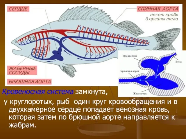 Кровеносная система замкнута, у круглоротых, рыб один круг кровообращения и в