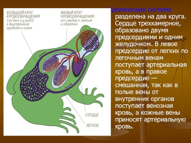 Кровеносная система разделена на два круга. Сердце трехкамерное, образовано двумя предсердиями