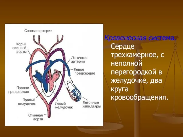 Кровеносная система. Сердце трехкамерное, с неполной перегородкой в желудочке, два круга кровообращения.