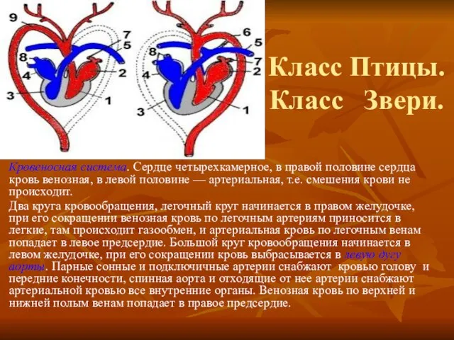 Класс Птицы. Класс Звери. Кровеносная система. Сердце четырехкамерное, в правой половине