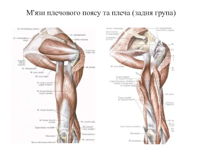 М'язи плечового поясу та плеча (задня група)