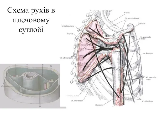 Схема рухів в плечовому суглобі