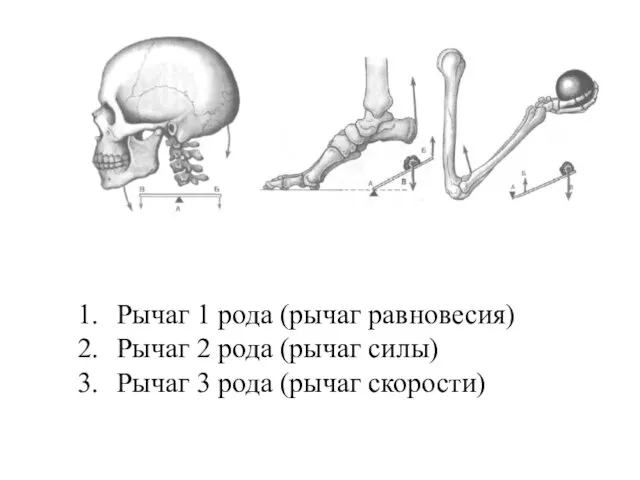Рычаг 1 рода (рычаг равновесия) Рычаг 2 рода (рычаг силы) Рычаг 3 рода (рычаг скорости)