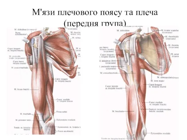 М'язи плечового поясу та плеча (передня група)