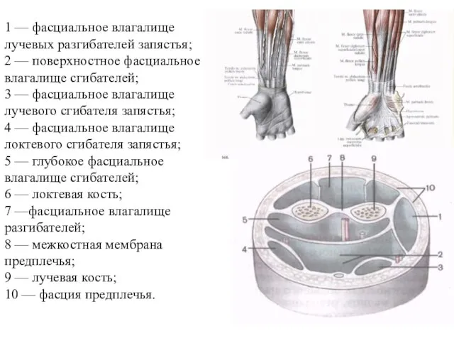 1 — фасциальное влагалище лучевых разгибателей запястья; 2 — поверхностное фасциальное