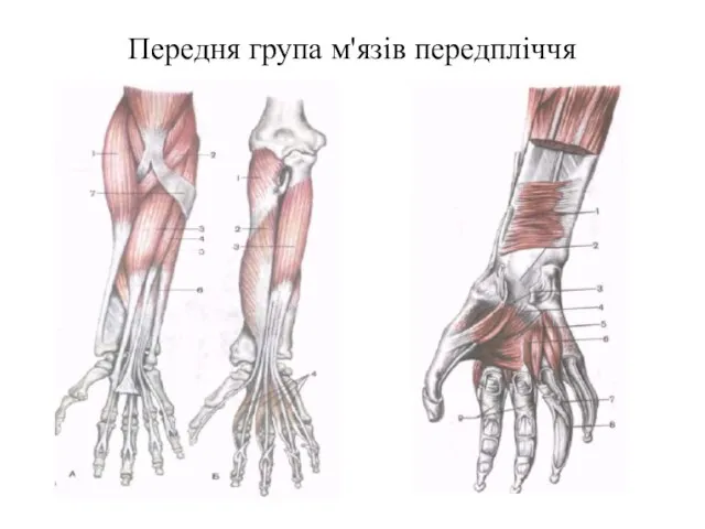 Передня група м'язів передпліччя