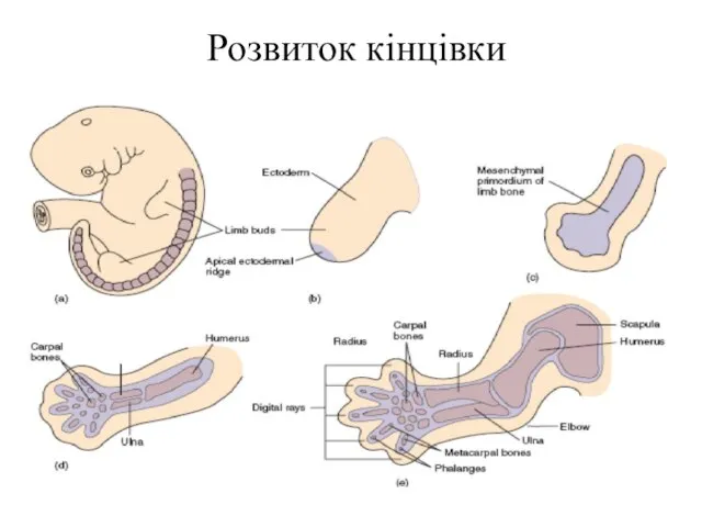 Розвиток кінцівки