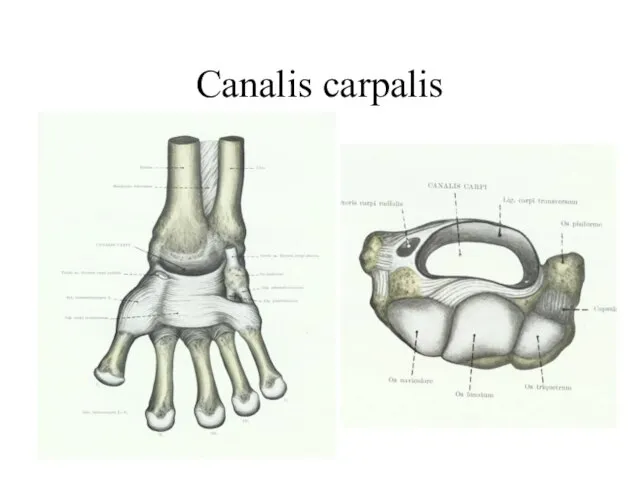 Canalis carpalis