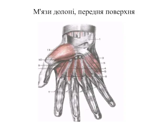 М'язи долоні, передня поверхня