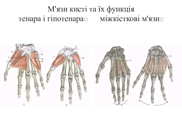 М'язи кисті та їх функція тенара і гіпотенара? міжкісткові м'язи?