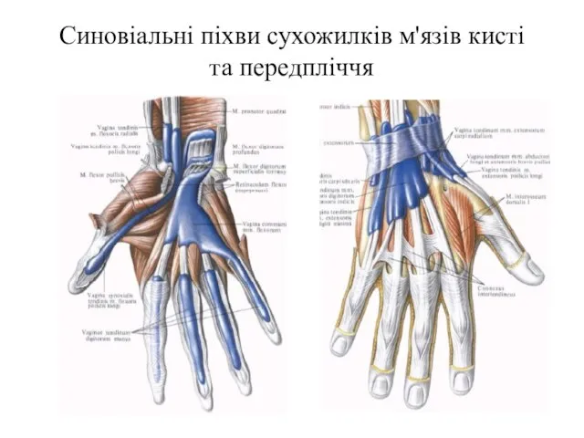 Синовіальні піхви сухожилків м'язів кисті та передпліччя