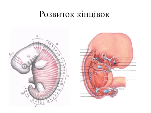 Розвиток кінцівок