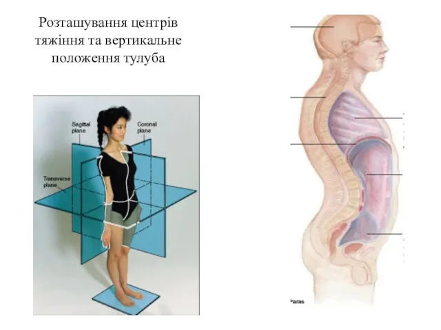 Розташування центрів тяжіння та вертикальне положення тулуба