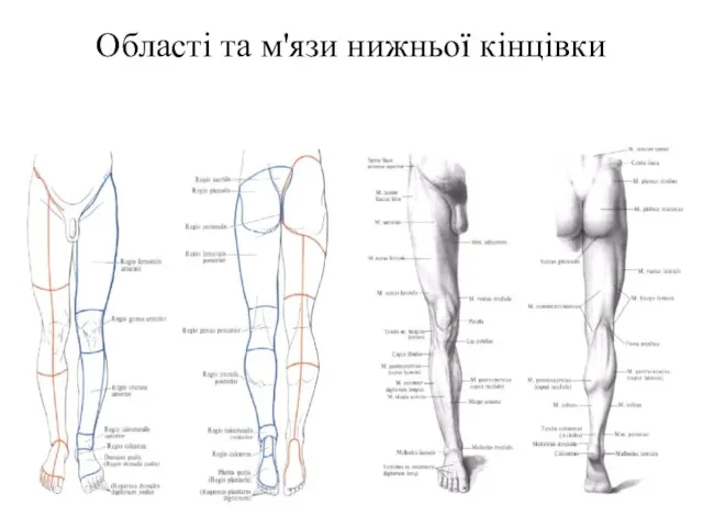 Області та м'язи нижньої кінцівки