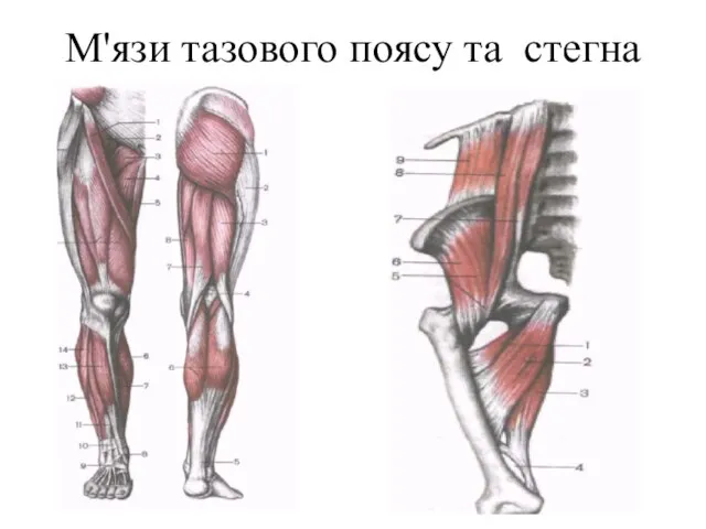 М'язи тазового поясу та стегна