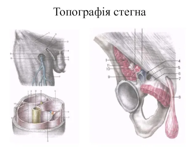 Топографія стегна