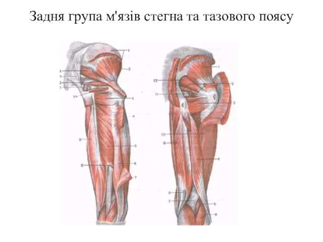 Задня група м'язів стегна та тазового поясу