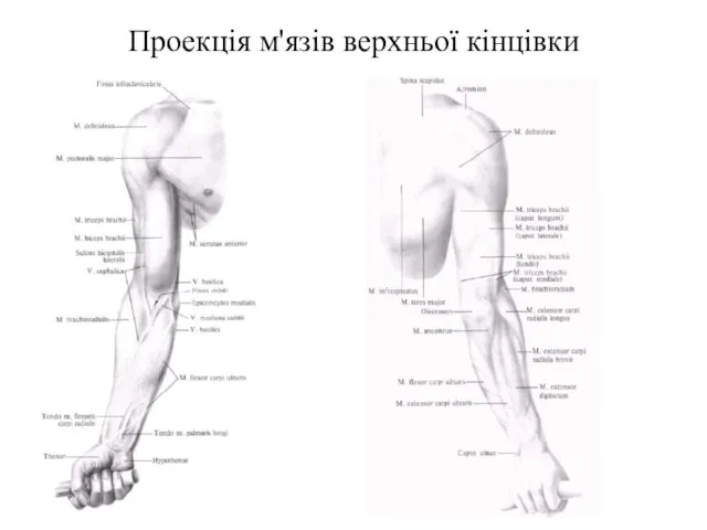 Проекція м'язів верхньої кінцівки