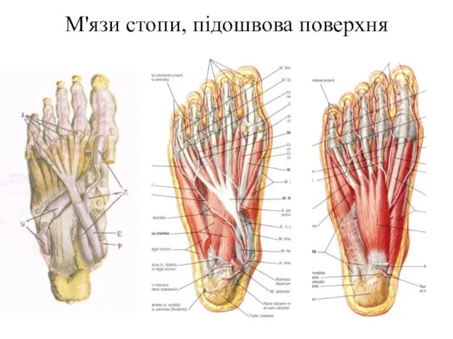 М'язи стопи, підошвова поверхня