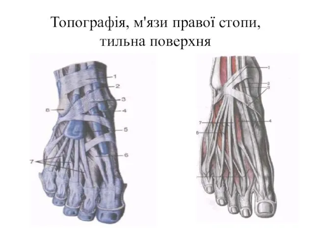 Топографія, м'язи правої стопи, тильна поверхня