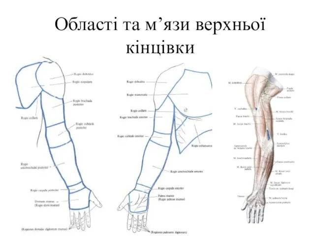 Області та м’язи верхньої кінцівки