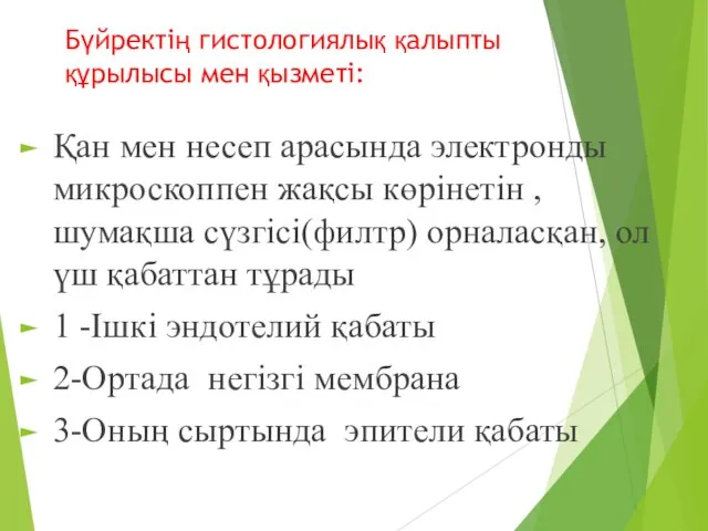 Бүйректің гистологиялық қалыпты құрылысы мен қызметі: Қан мен несеп арасында электронды