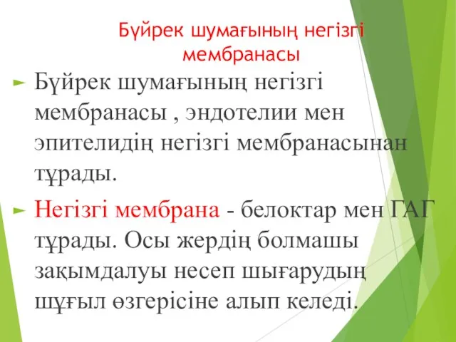 Бүйрек шумағының негізгі мембранасы Бүйрек шумағының негізгі мембранасы , эндотелии мен