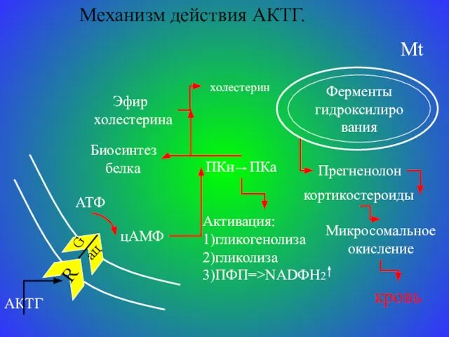 Механизм действия АКТГ. АКТГ Ферменты гидроксилирования Mt Прегненолон кортикостероиды Микросомальное окисление