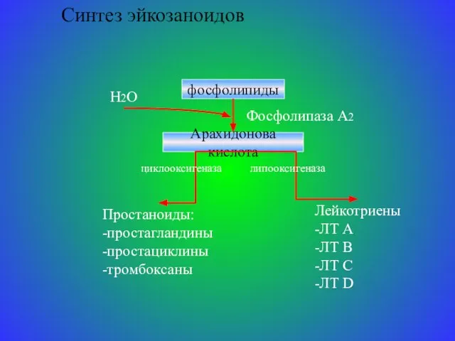 Синтез эйкозаноидов фосфолипиды Фосфолипаза А2 Арахидонова кислота Простаноиды: -простагландины -простациклины -тромбоксаны