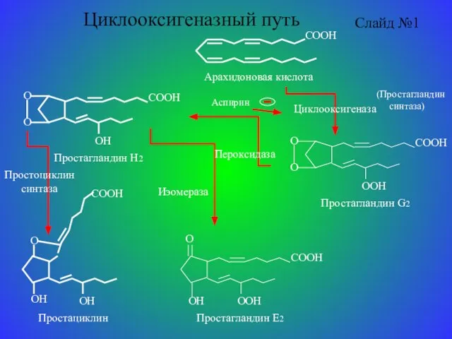 Циклооксигеназный путь Слайд №1 Циклооксигеназа Пероксидаза Иэомераза Простоциклин синтаза (Простагландин синтаза) Аспирин