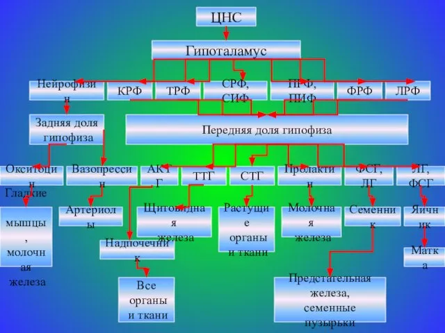ЦНС Гипоталамус Нейрофизин КРФ ТРФ СРФ, СИФ ЛРФ ПРФ, ПИФ ФРФ