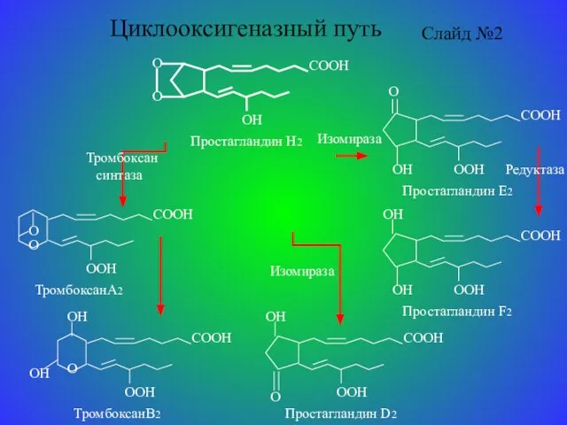 Циклооксигеназный путь Слайд №2 Изомираза Изомираза Редуктаза Тромбоксан синтаза
