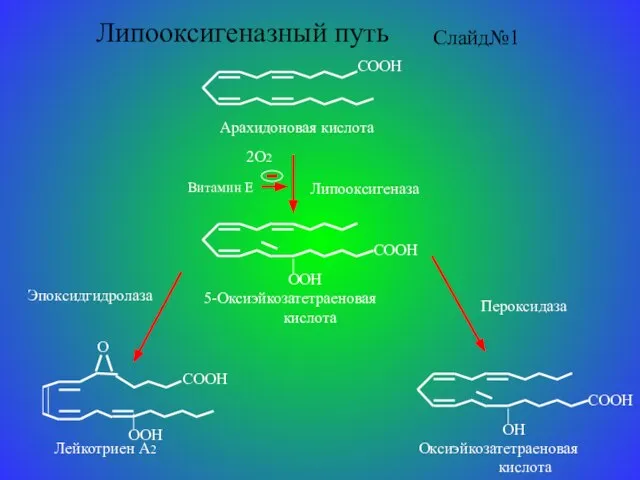 Липооксигеназный путь Слайд№1 Липооксигеназа 2О2 Пероксидаза Эпоксидгидролаза Витамин Е